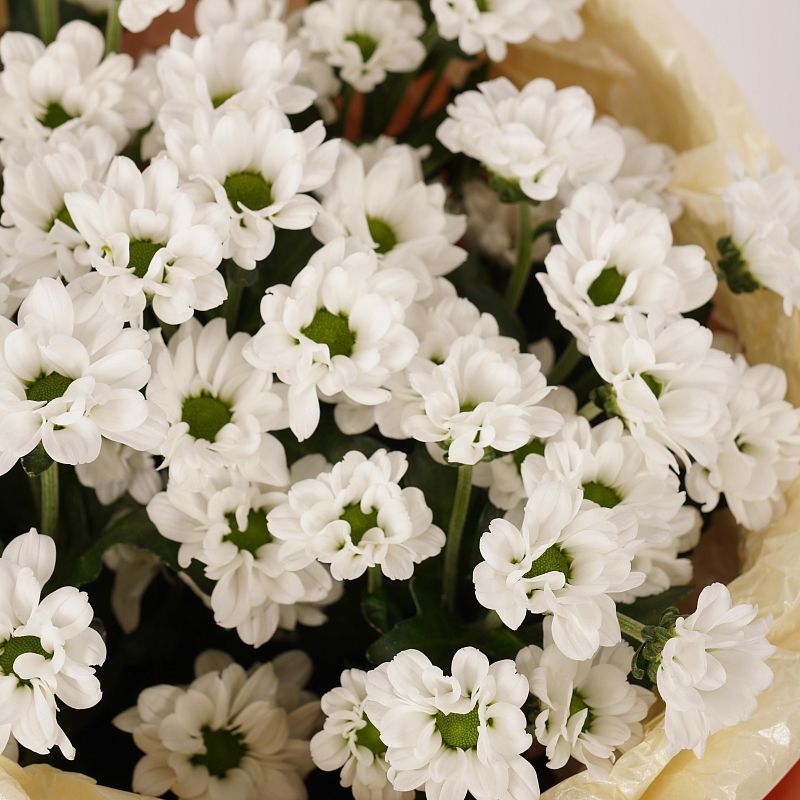 Белая нежность S фото