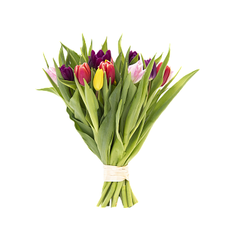 19 разноцветных тюльпанов