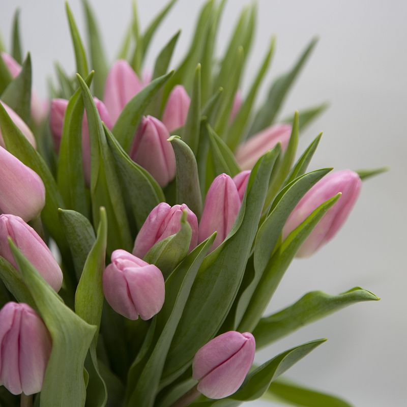 51 розовый тюльпан фото