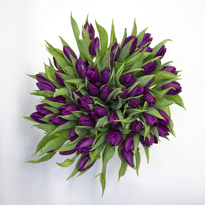 51 фиолетовый тюльпан фото