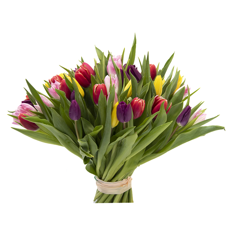 51 разноцветный тюльпан фото