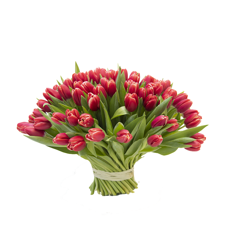 101 красный тюльпан фото