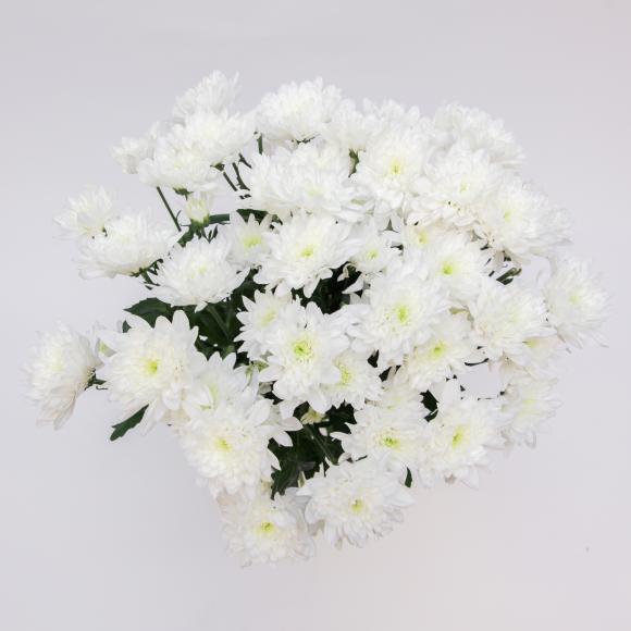 Белая хризантема фото