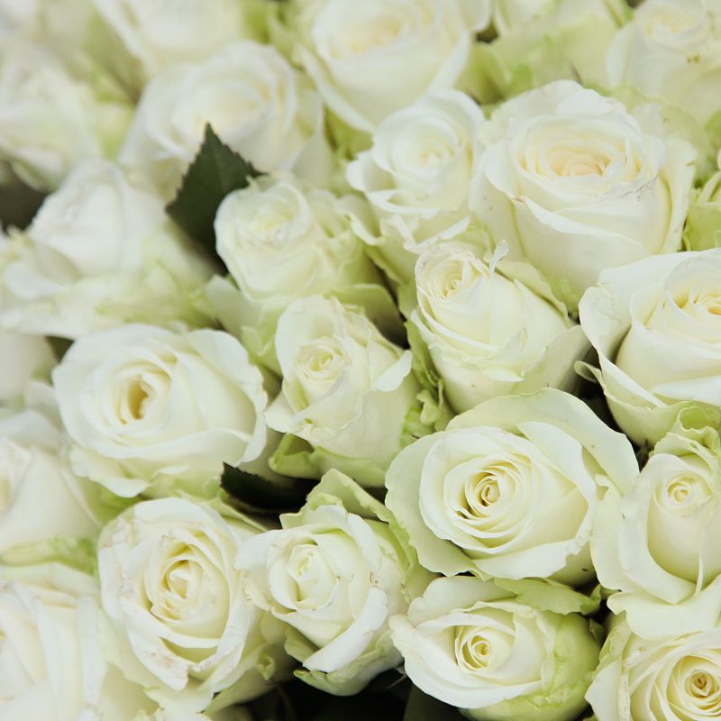 Роза Каундаун фото