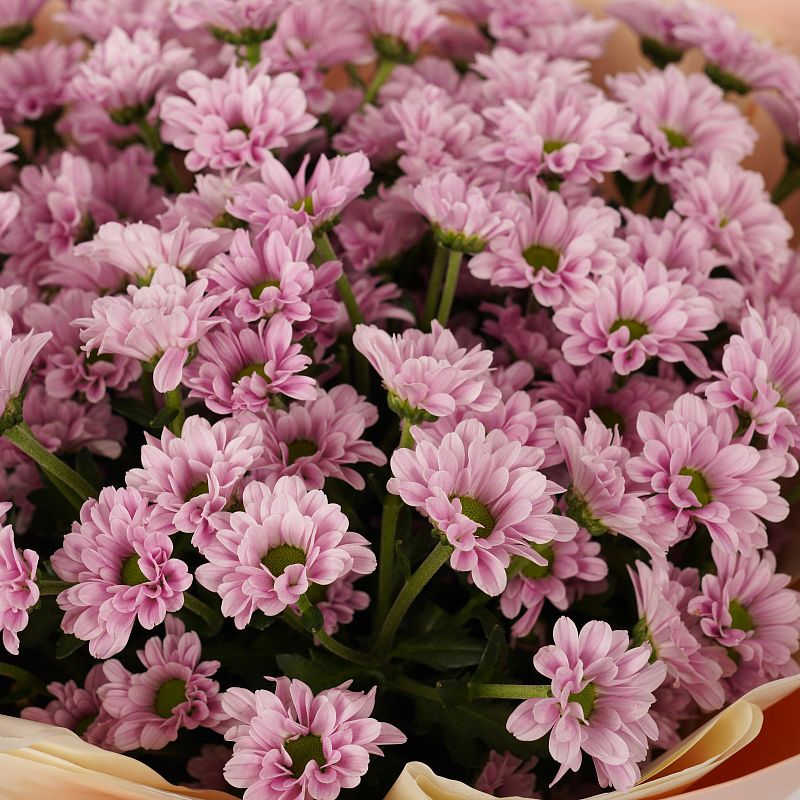 Розовая нежность M фото