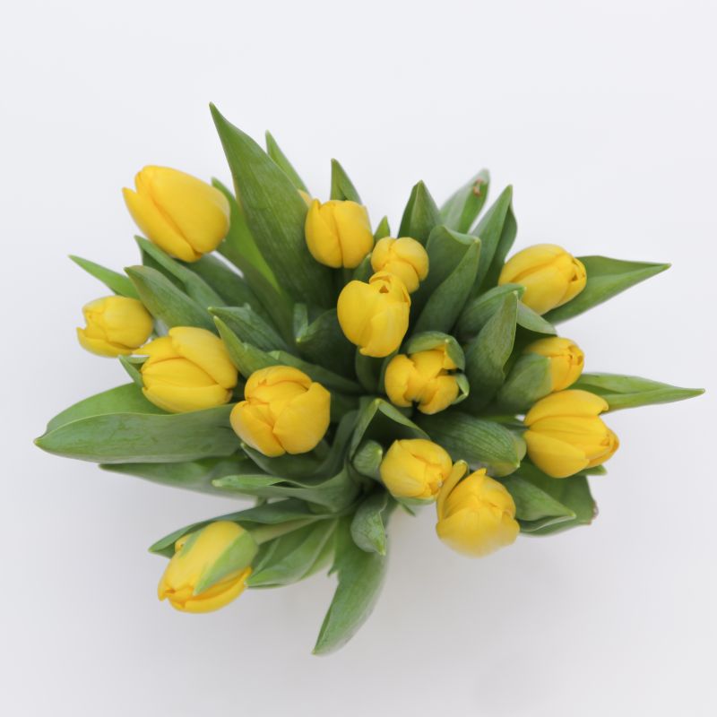 Букет желтых тюльпанов фото
