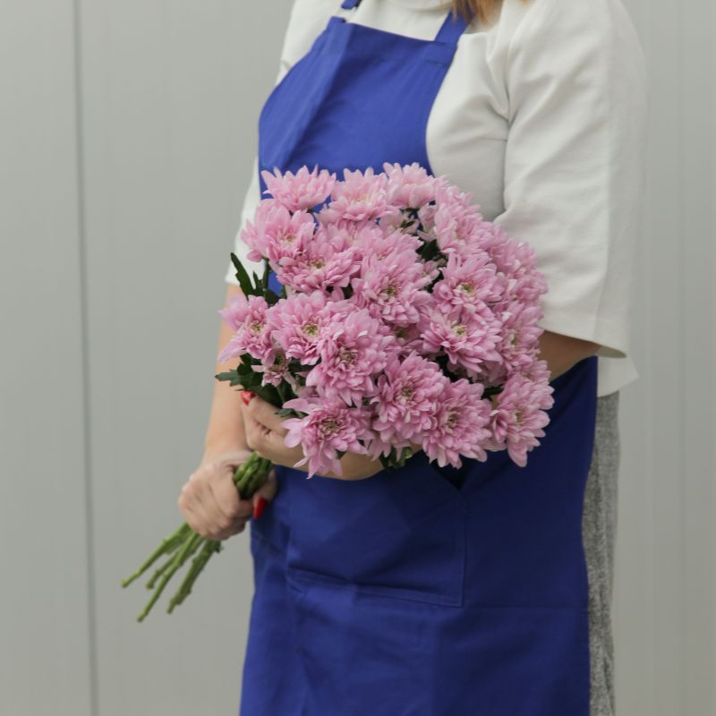 Розовая хризантема фото